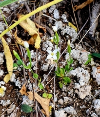 Centaurium pulchellum meyeri