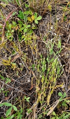 Centaurium pulchellum meyeri