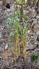 Centaurium pulchellum meyeri