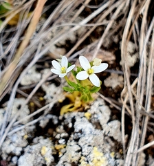 Centaurium pulchellum meyeri