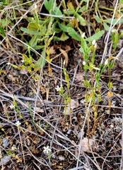 Centaurium pulchellum meyeri