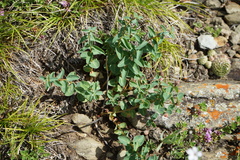 Euphorbia alpina