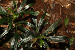 Stenocarpus