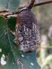 Apiomorpha conica