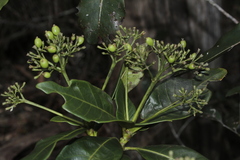 Ixora lecardii