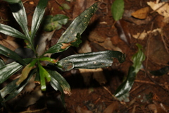 Stenocarpus
