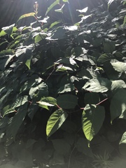 Reynoutria × bohemica