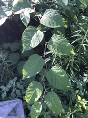 Reynoutria × bohemica