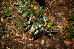 Stenocarpus