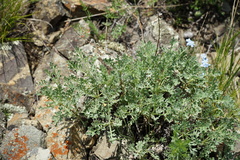 Chrysanthemum sinuatum