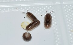 Armadillidium marmoratum