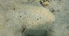 Pardachirus marmoratus