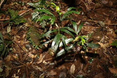 Stenocarpus