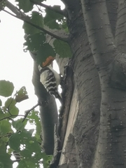 Dryobates minor kamtschatkensis