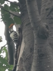 Dryobates minor kamtschatkensis