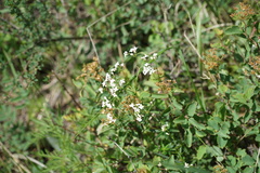 Galium paniculatum