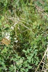 Galium paniculatum