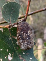 Apiomorpha conica