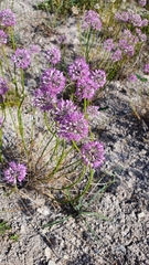 Allium cretaceum