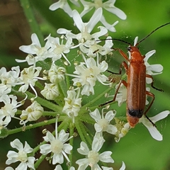 Rhagonycha fulva