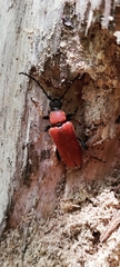 Stictoleptura rubra