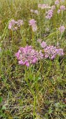 Allium cretaceum