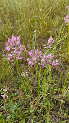 Allium cretaceum