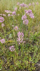 Allium cretaceum