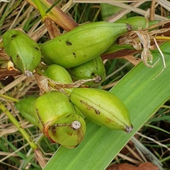 Iris pseudacorus