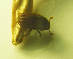 Phloeosinus aubei