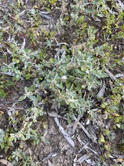 Atriplex leptocarpa