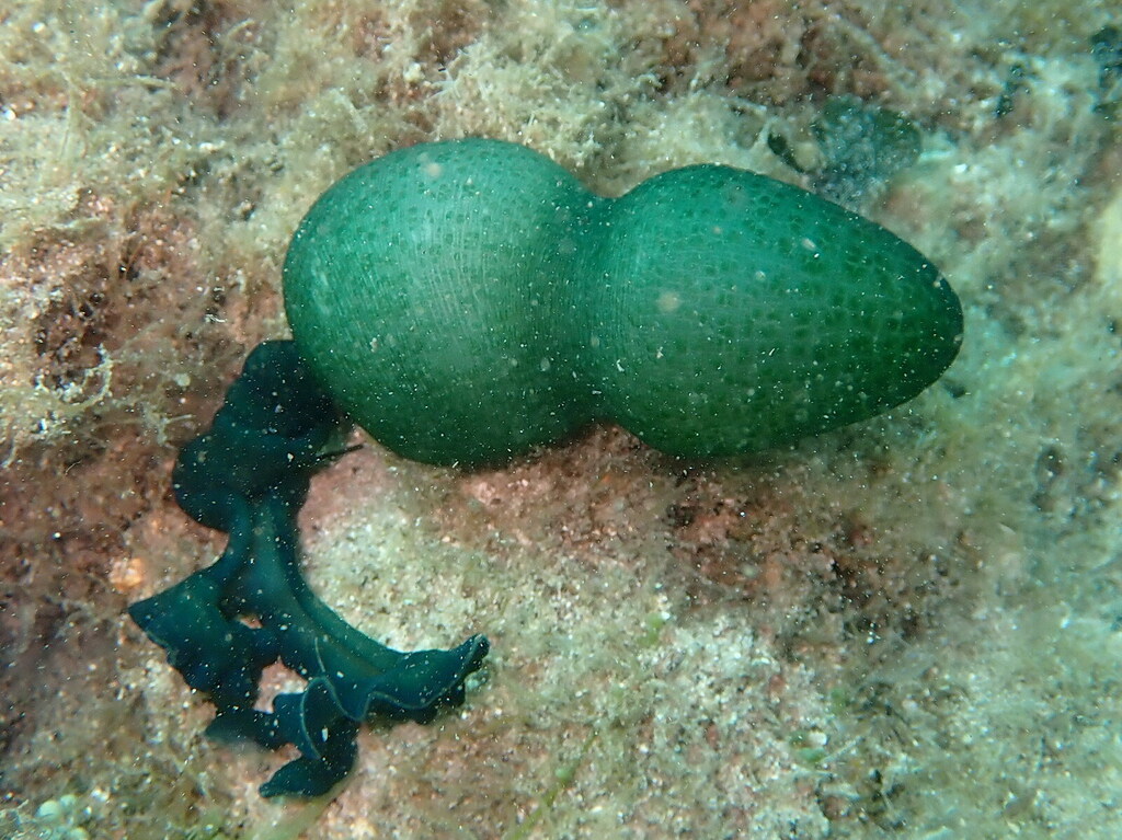 Green Spoonworm, photo 1 of 10