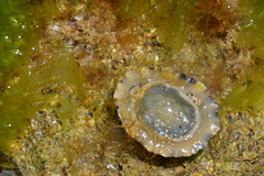 Patella depressa