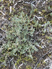 Atriplex leptocarpa