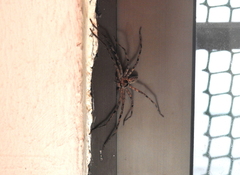 Heteropoda venatoria