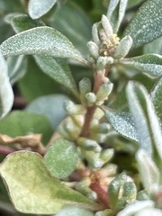 Atriplex leptocarpa