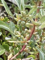 Atriplex leptocarpa