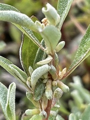 Atriplex leptocarpa