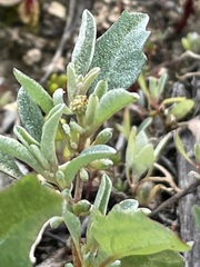 Atriplex leptocarpa
