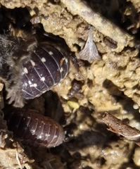 Armadillidium corcyraeum