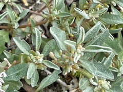 Atriplex leptocarpa