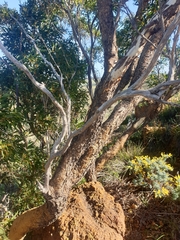 Eucalyptus suberea