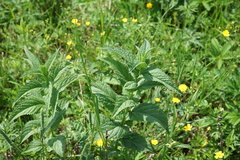 Nepeta sibirica