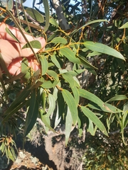 Eucalyptus suberea
