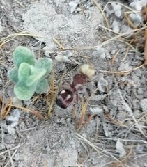 Pseudomethoca contumax