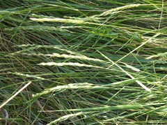 Elymus athericus