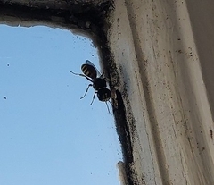 Ectemnius cephalotes