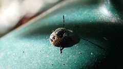 Rhaphigaster nebulosa