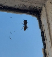 Ectemnius cephalotes