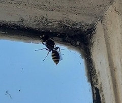 Ectemnius cephalotes